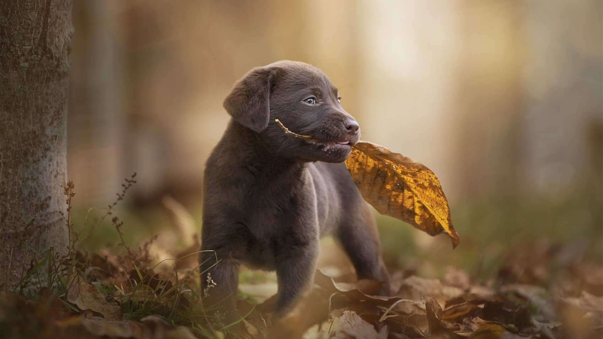 雷火电竞下载-双面伊比利亚，格列兹曼单骑破局，毕尔巴鄂群狼横扫