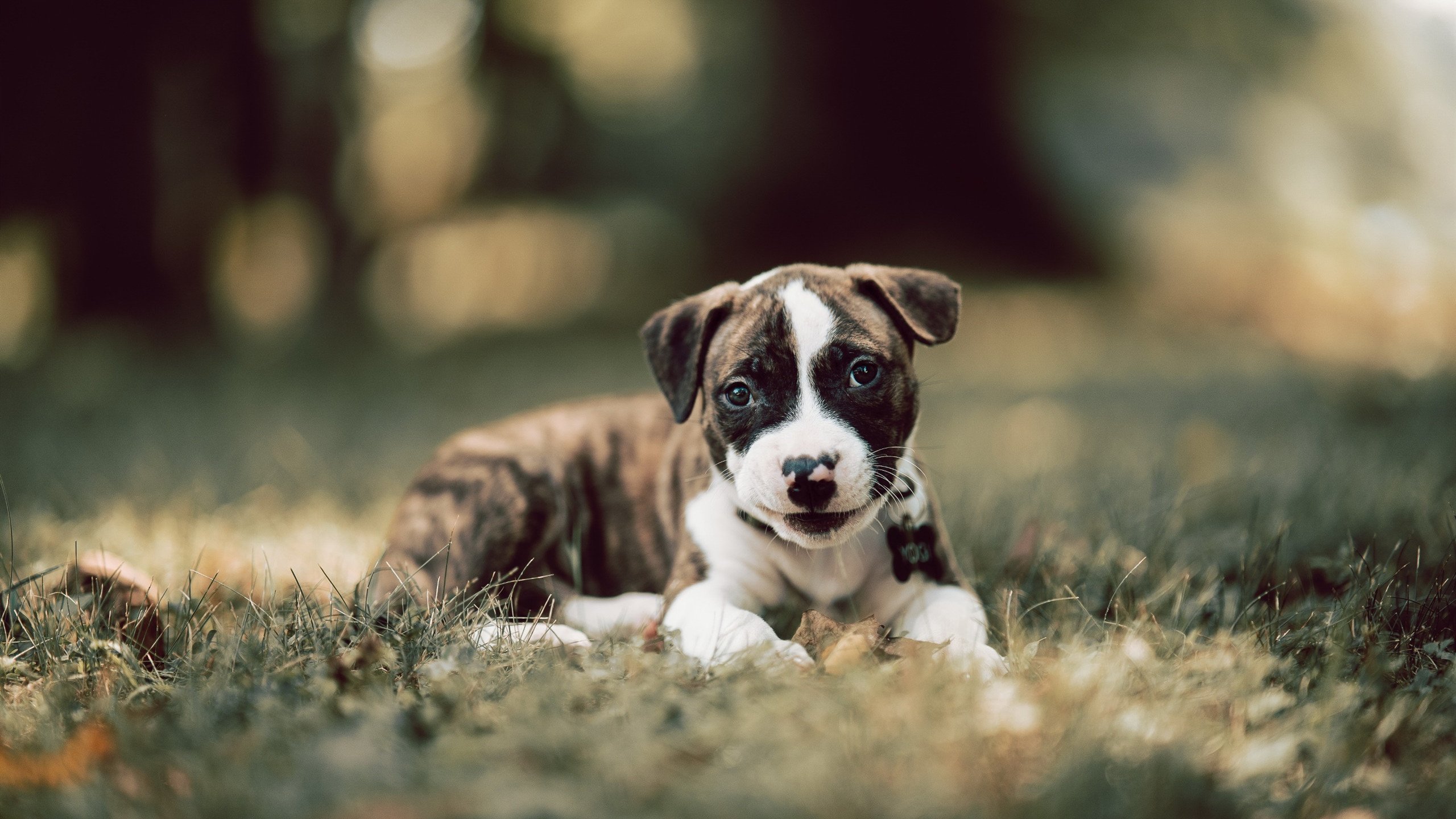 孤岛守护者,当武切维奇在快船铁蹄下独擎雷霆