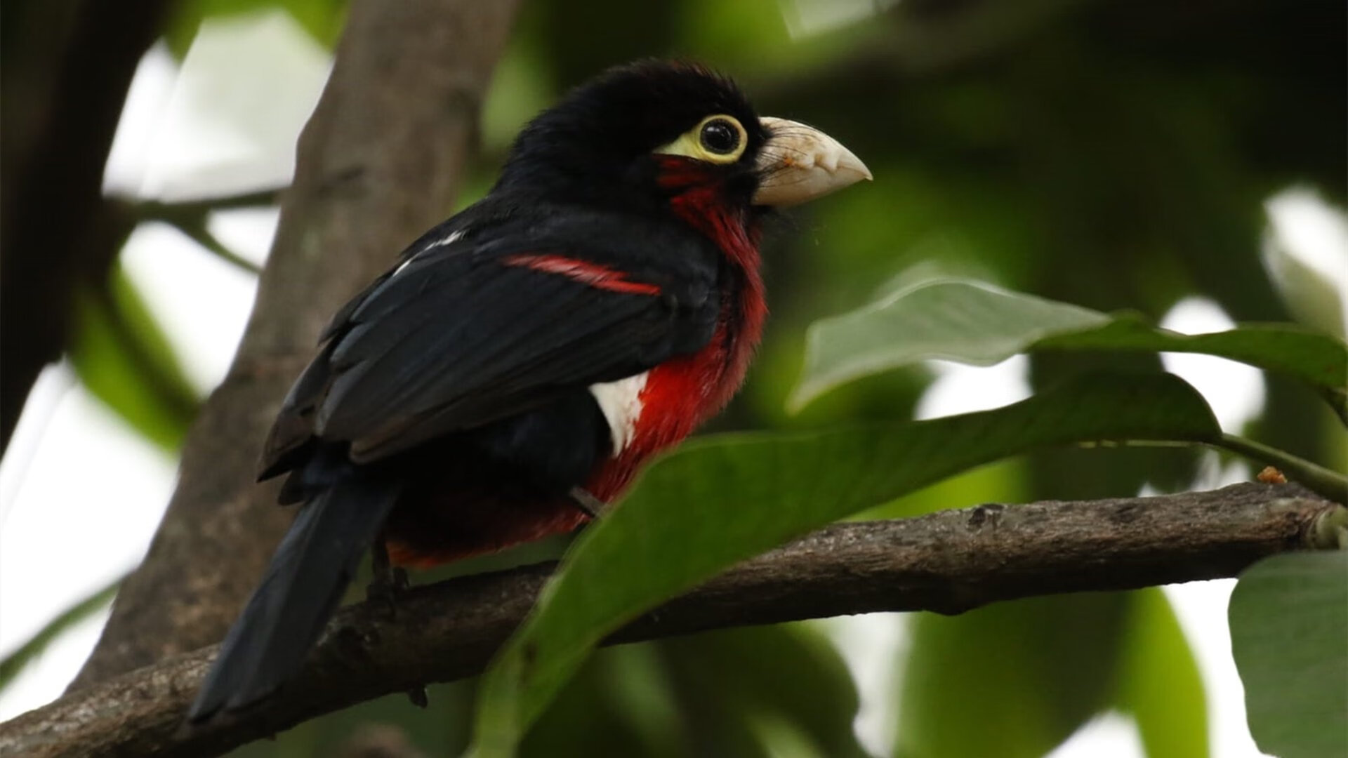 雷火电竞充值-历史性突破！猛龙首度横扫浙江队，贝恩扛起进攻大旗