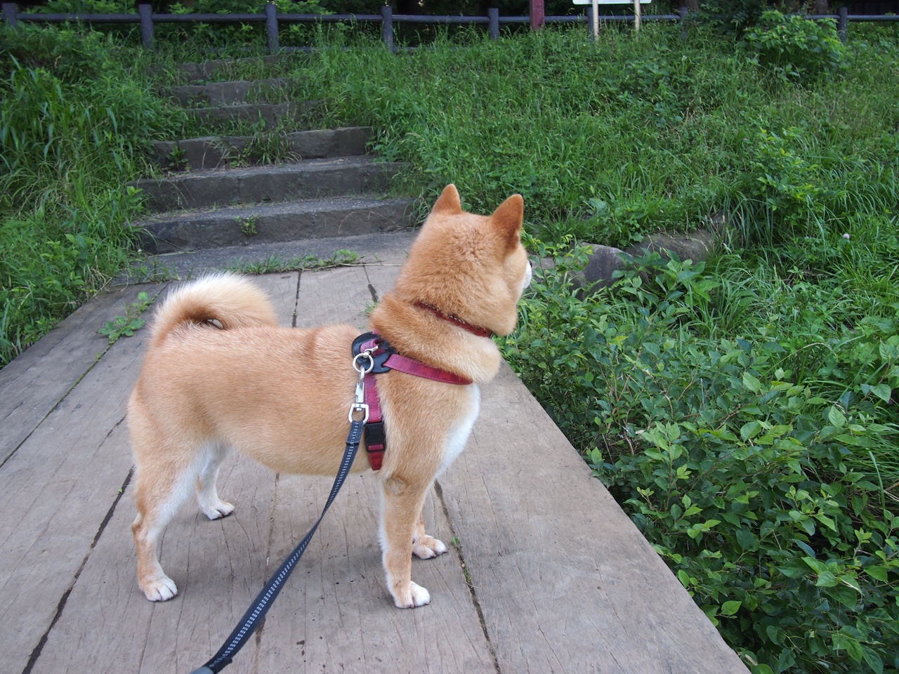 星火与熔炉,雷霆险胜见证拉梅洛的大场面定律