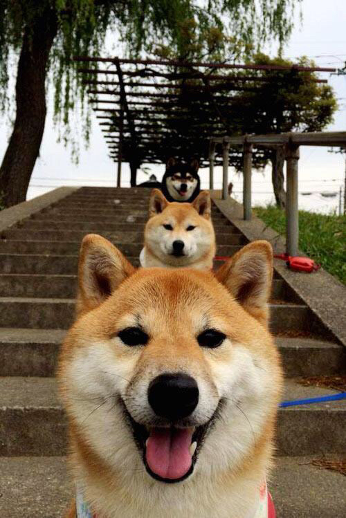 雷火电竞亚洲先驱-孤星与群狼，当个人英雄主义在数据迷雾中隐去