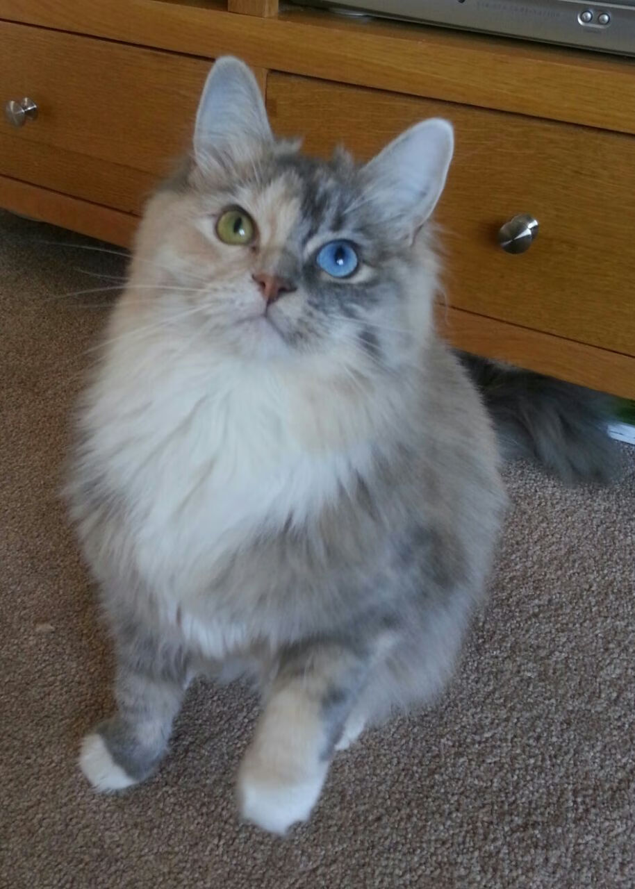 重塑格局之战，开拓者精妙战术彻底压制勇士，新秀班凯罗一战惊艳四座