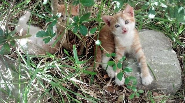雷火电竞主播-唯一性的体育史诗，雷恩的单节奇迹与卡塞米罗的抢七主宰