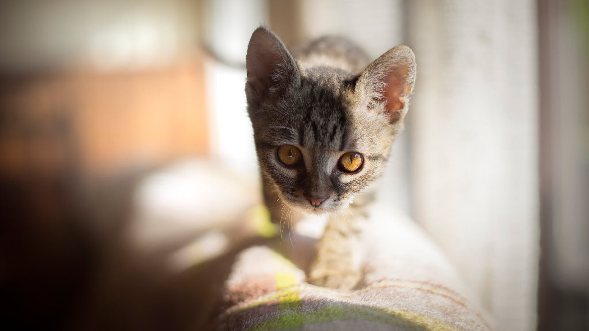 足球世界的东决，安哥拉冲垮洪都拉斯的背后，是小国足球对壁垒的最终冲锋