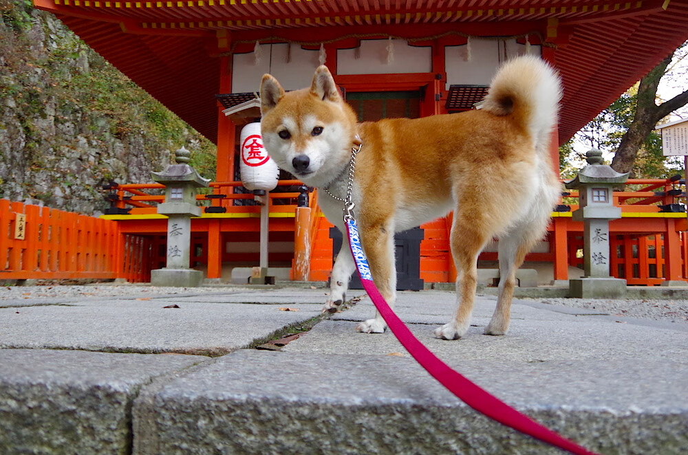 雷火电竞简介-看到这个充满戏剧张力的关键词组合，我脑海中已浮现出多个富有故事性的画面。这不仅仅是两个事件，更是一篇关于压力、成长与战术较量的绝佳素材