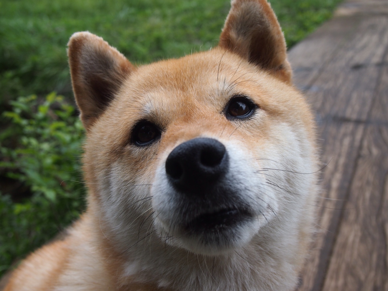 雷火电竞简介-异界球场的降维打击，当塞尔维亚魔术师点燃东北虎的主场