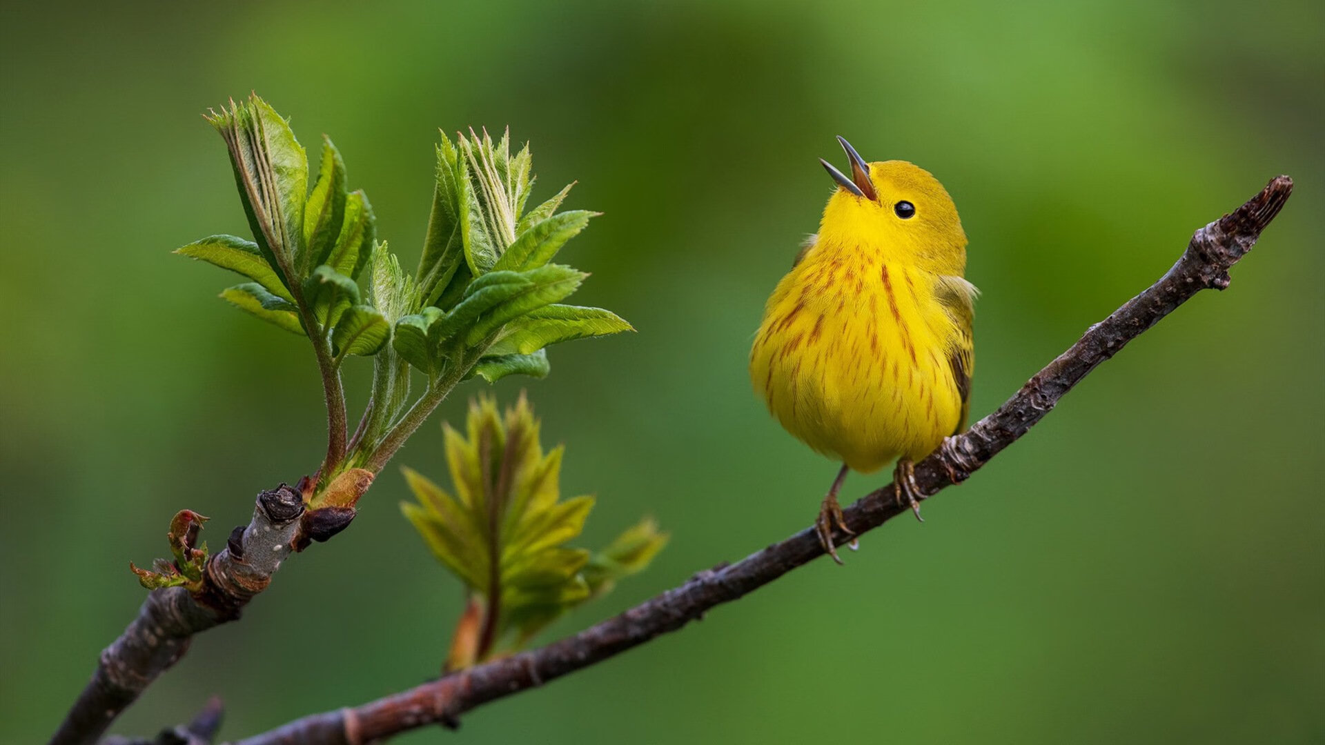 雷火电竞简介-夜空下的绝对领域，为何爱德华兹让F1街道赛沦为独角戏