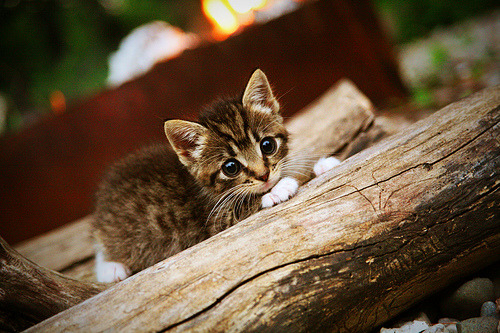 雷火电竞主播-绝境之巅，从NBA总决赛到雷克雅未克的奇迹回响