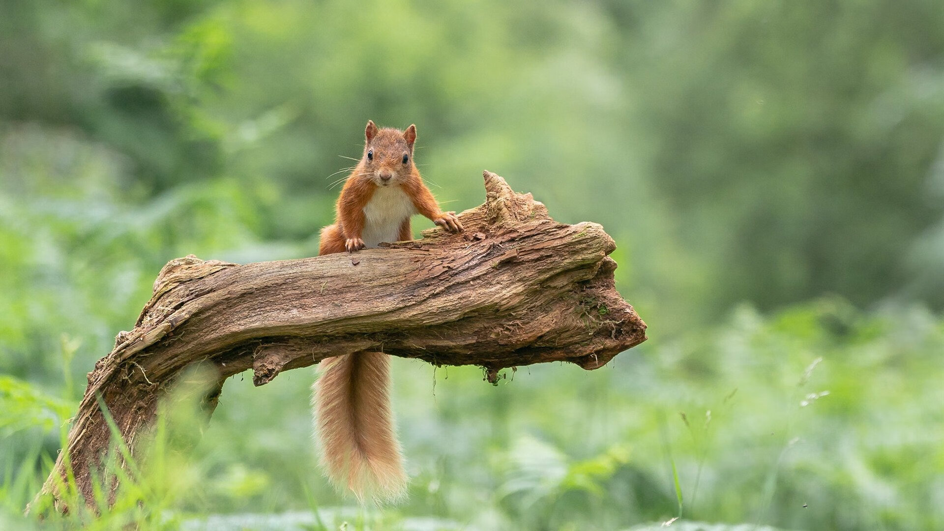 雷火电竞入驻-力劈华山！武切维奇轰垮十一冠王，山西队掀翻王朝改写格局