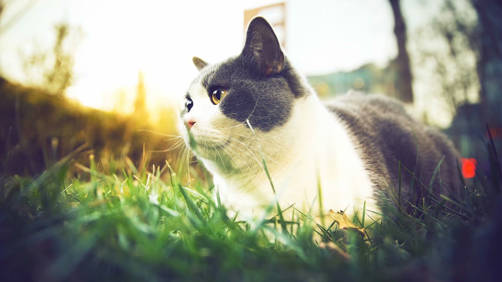 雷火电竞合作-压哨绝杀与球星接管，足球之夜的两种英雄剧本