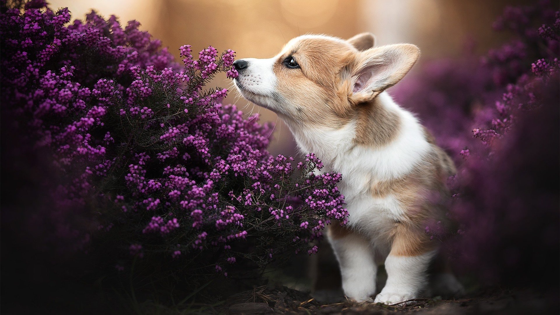 当上海在黄浦江边搁浅,文班亚马正在盐湖城飞翔