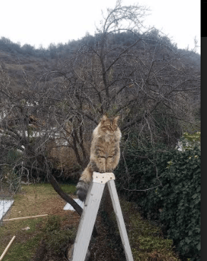 雷火电竞简介-破壁者，维尼修斯与曼城如何在同一夜晚重绘足球版图
