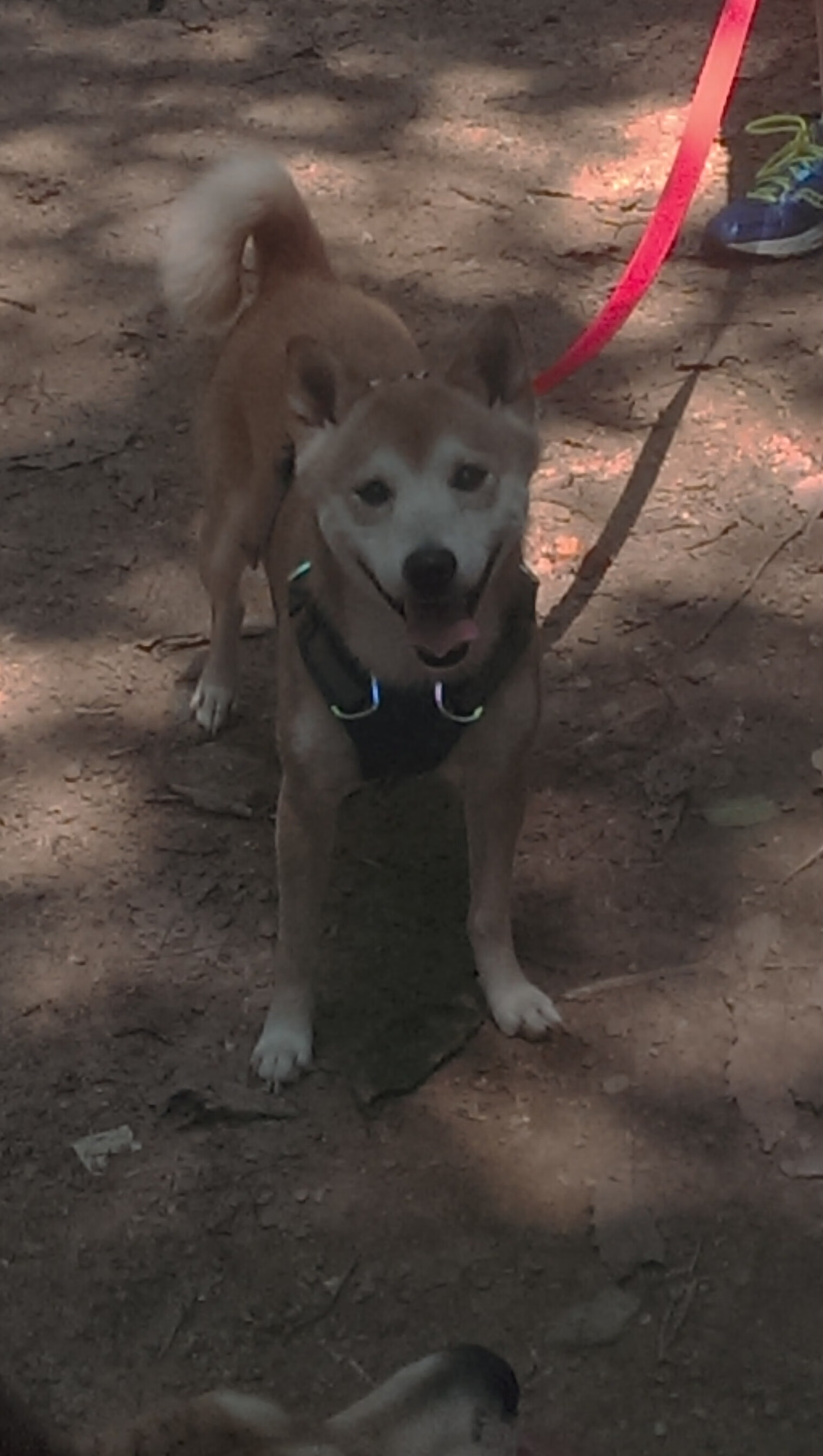 范弗利特的完美公式，当唯一性成为唯一答案