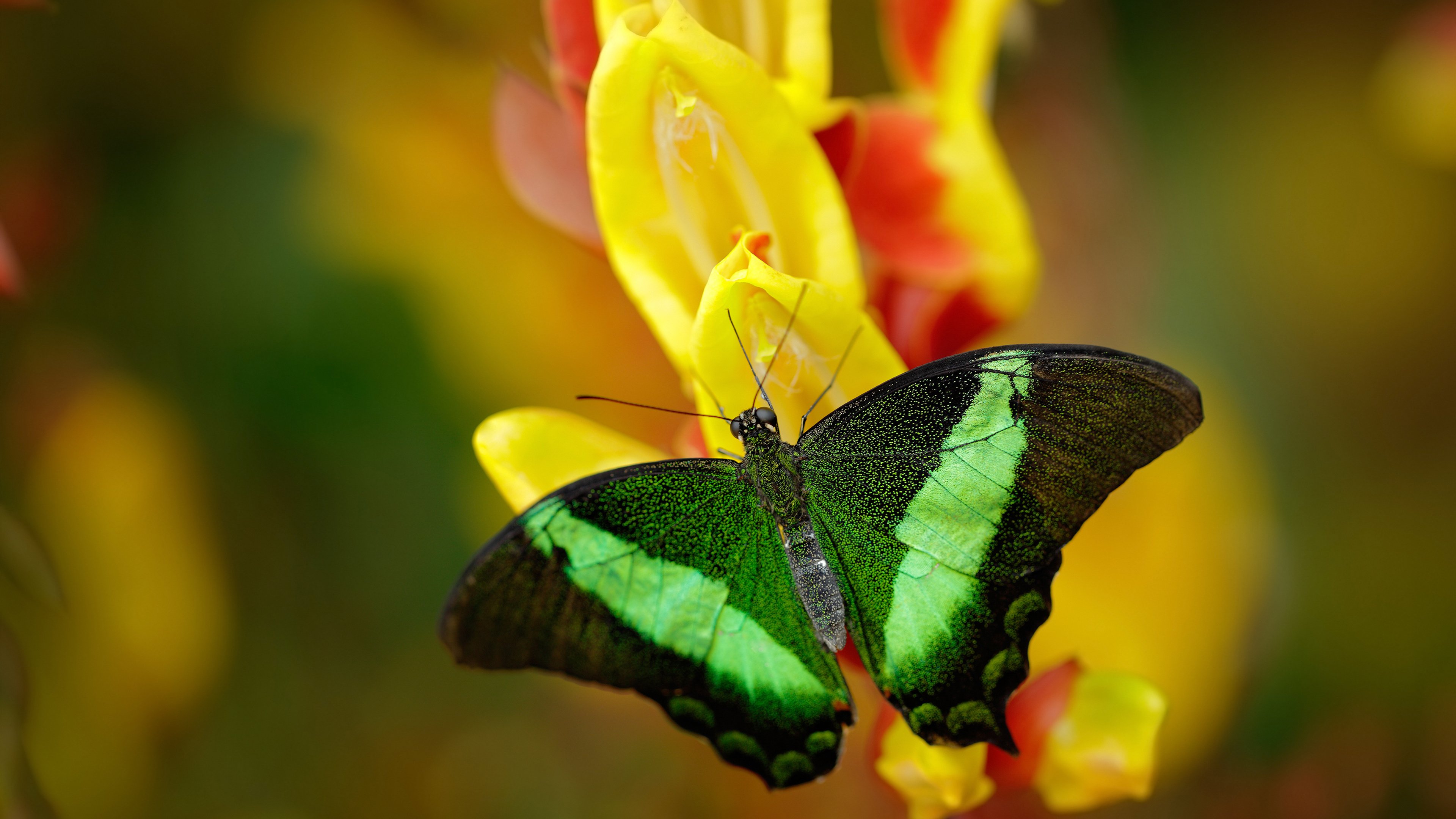 雷火电竞网址-错位的孤勇者，当法比尼奥在澳挪之战中，改写了足球世界里的唯一性