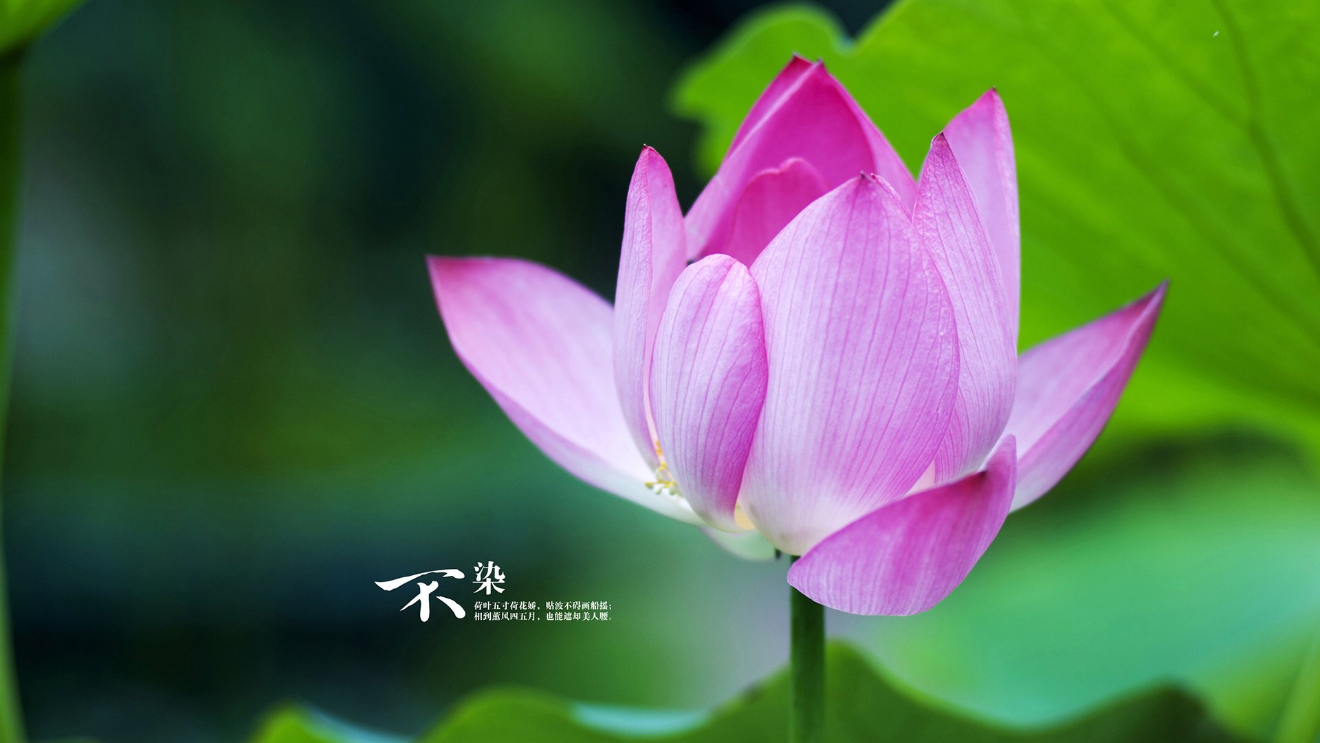 绝杀之夜,2026世界杯A组关键战,越南斩落波兰,德布劳内率队奏凯,节奏如电,瞬息定生死